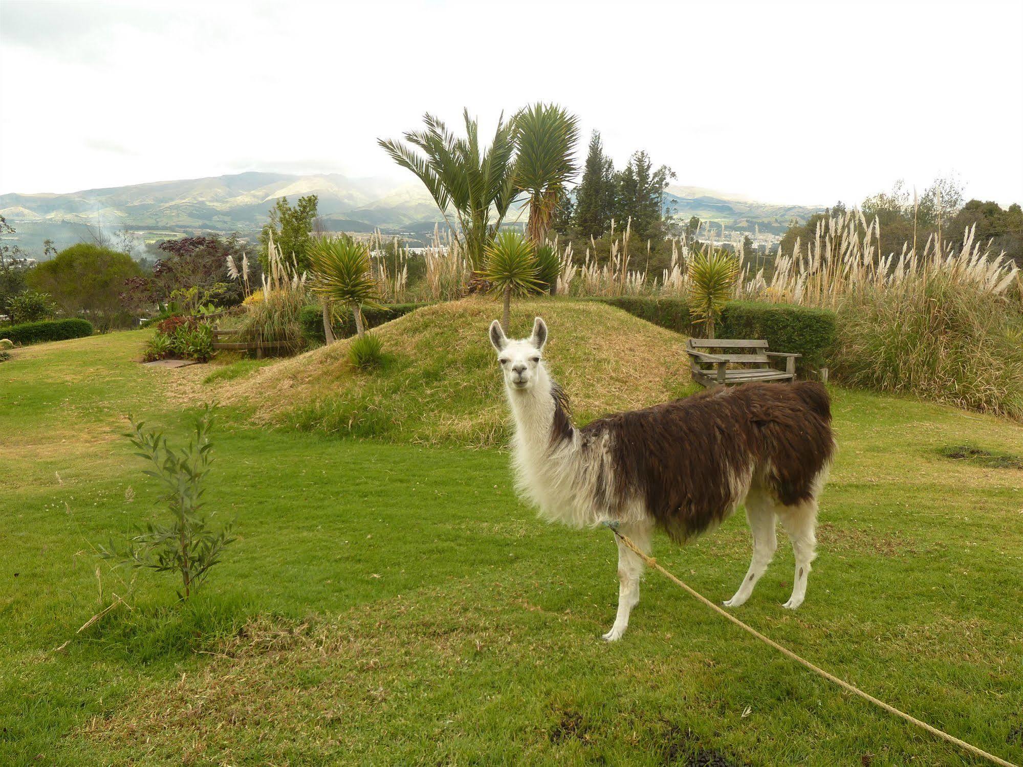 Hacienda Hosteria San Luis Каямбе Экстерьер фото